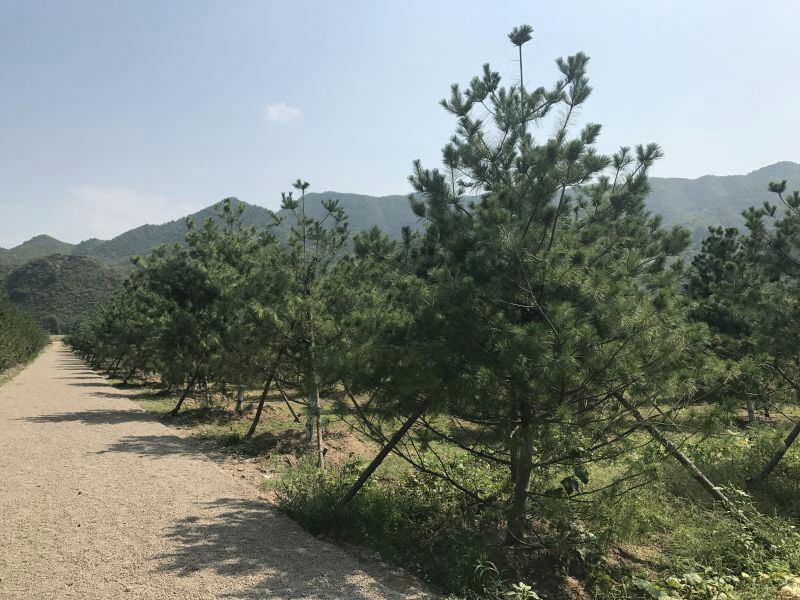 松树4.5~5m