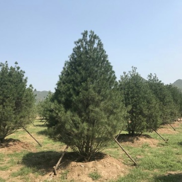 松树4.5~5m