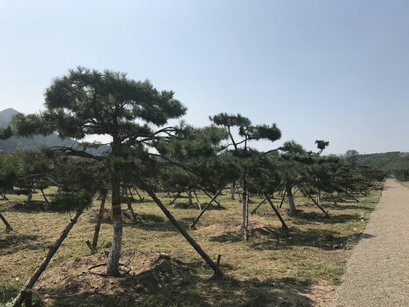 造型松14公分