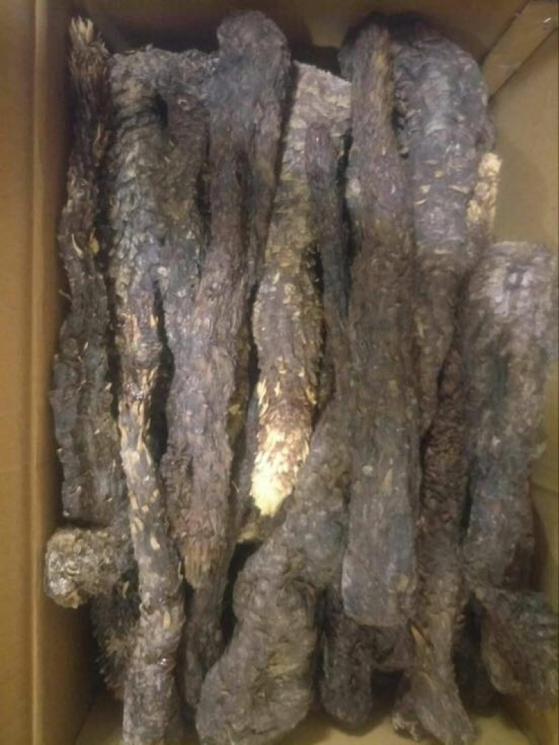肉苁蓉油苁容