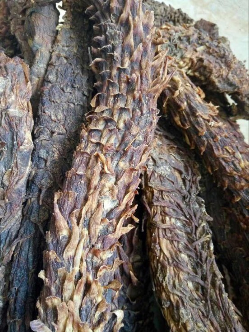 肉苁蓉油苁容