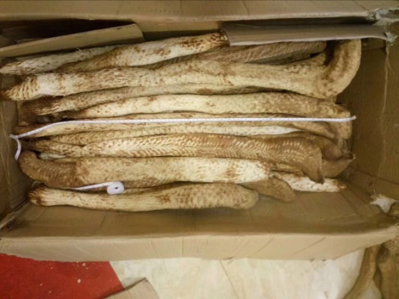 肉苁蓉油苁容