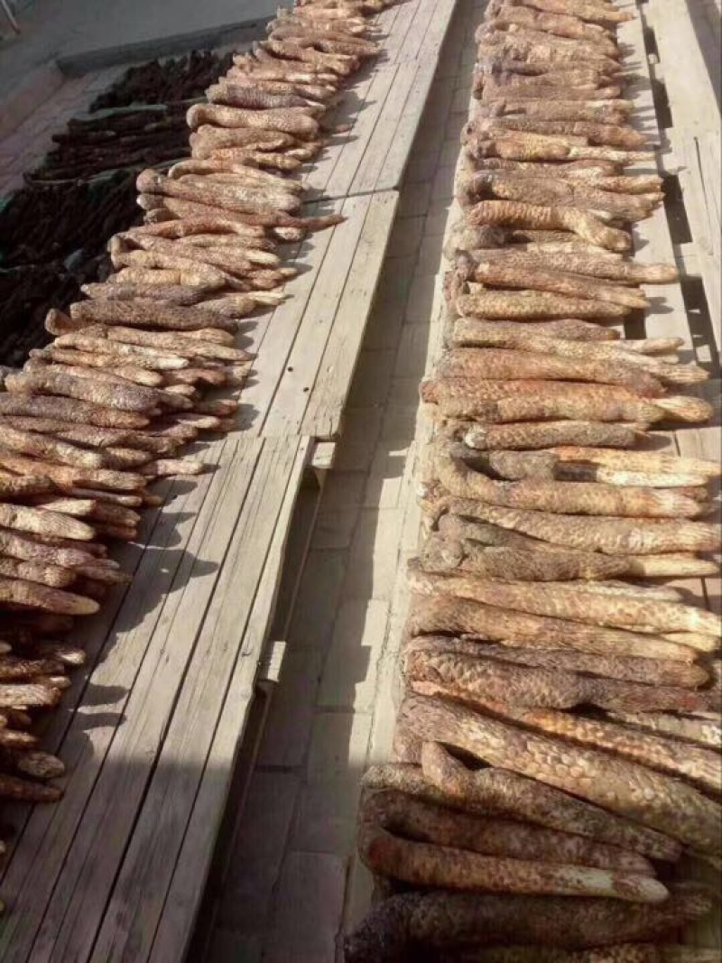 肉苁蓉油苁容