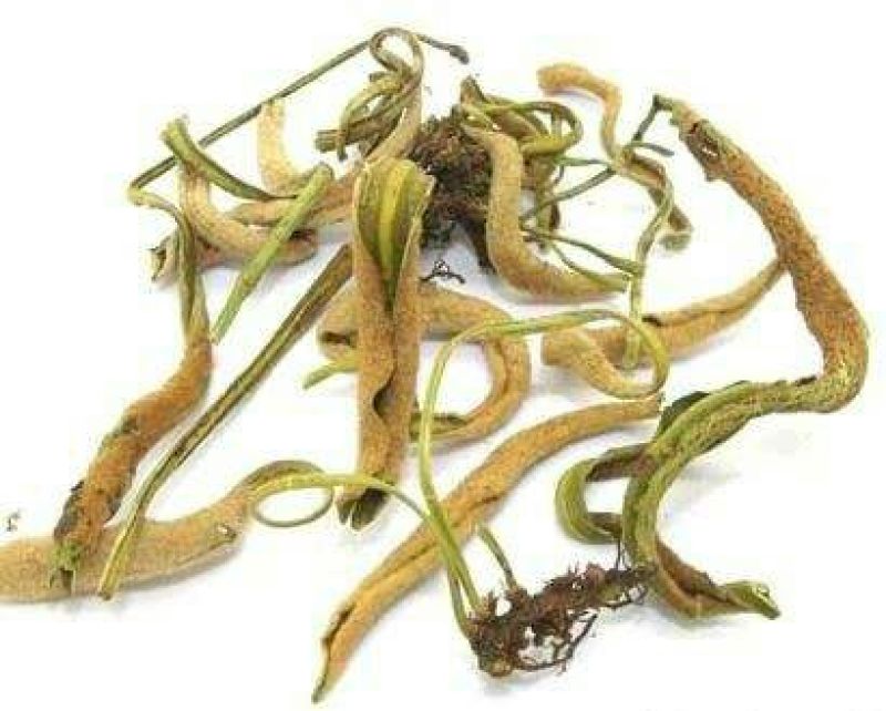 石韦小叶全草