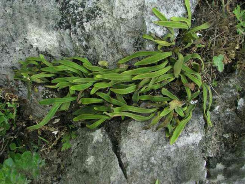 石韦小叶全草