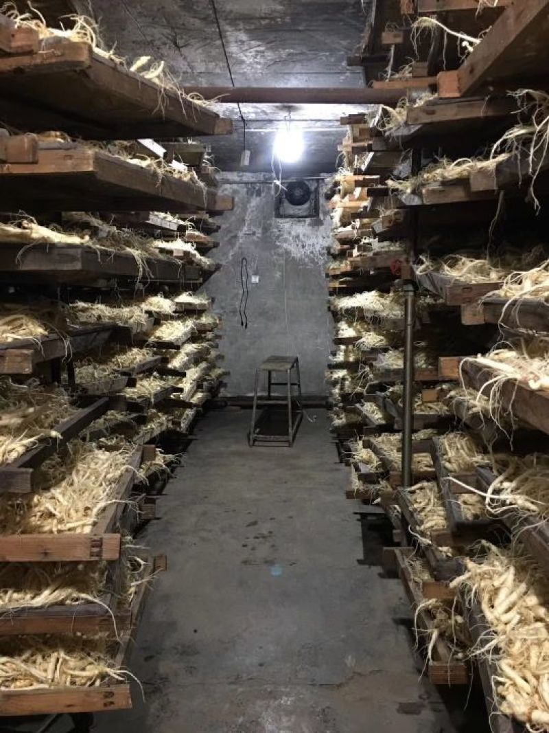 西洋参高年头参味浓，吉林长白山地产花旗参，一斤包邮