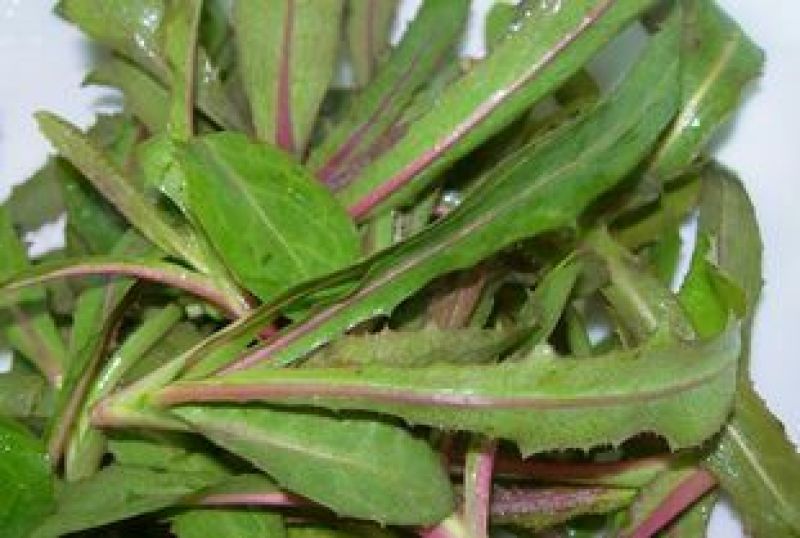 小苦菜10~15厘米