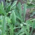 小苦菜10~15厘米