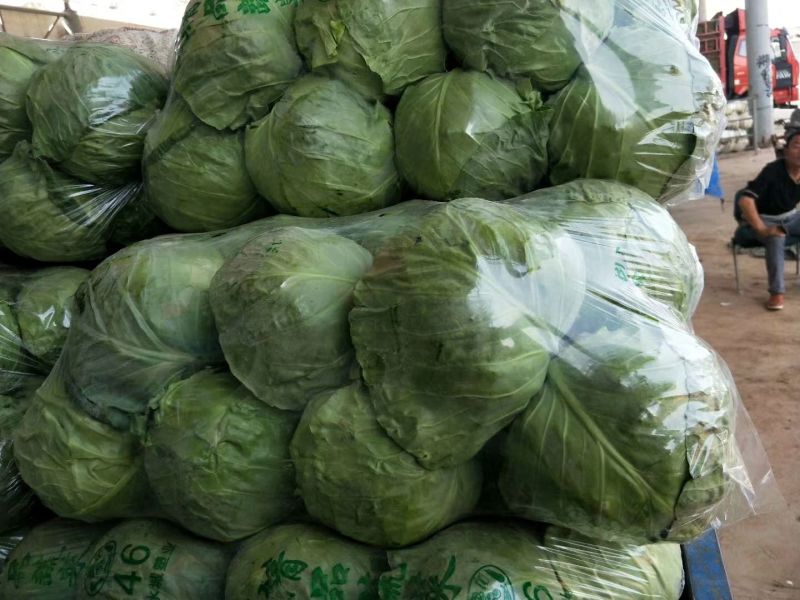 精品甘蓝河北甘蓝大量上市货源充足保质保量欢迎来电