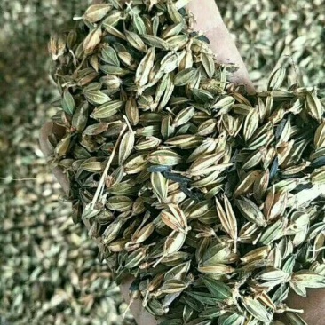 知母种子，育苗一年卖，出芽率高，好管理！