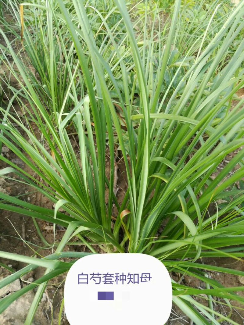 知母种子，育苗一年卖，出芽率高，好管理！