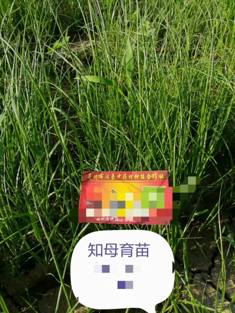 知母种子，育苗一年卖，出芽率高，好管理！