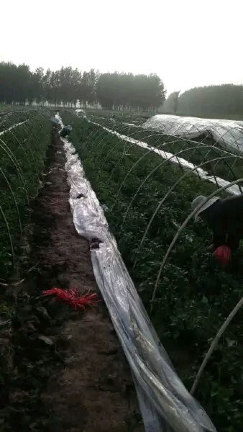 红薯苗基地欢迎采购洽谈！！