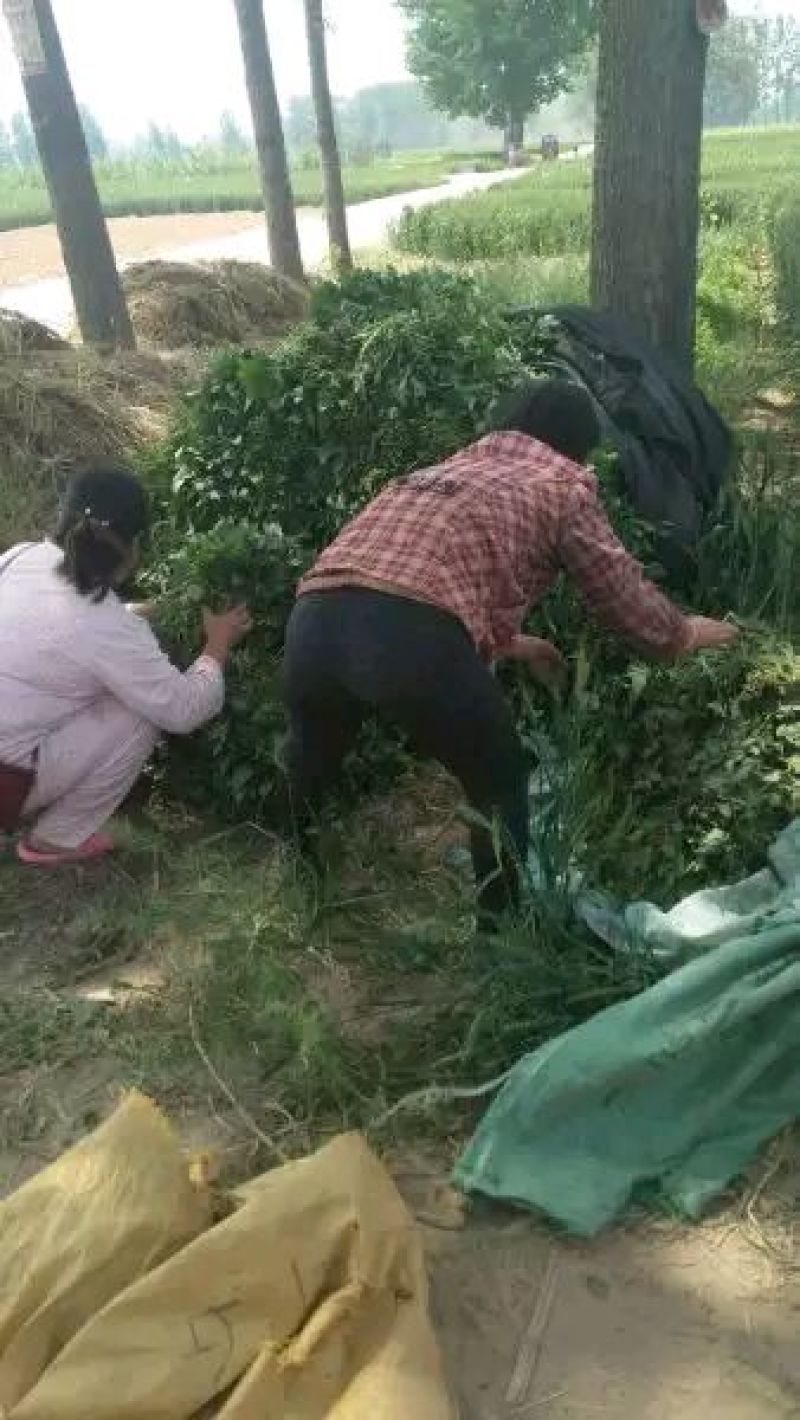 红薯苗基地欢迎采购洽谈！！