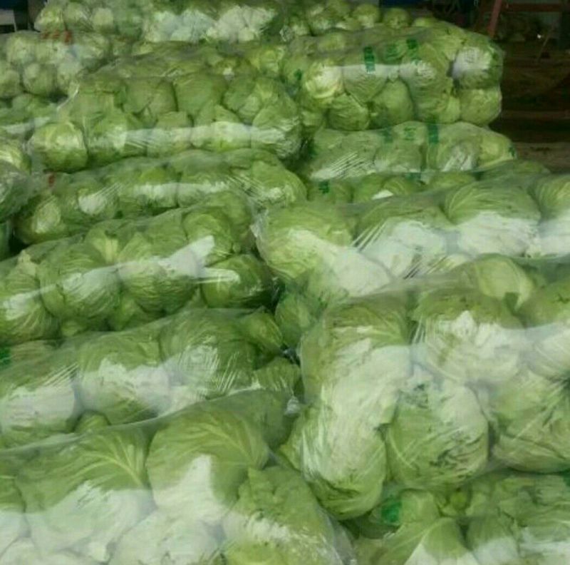绿甘蓝一手货源大棚宣甘蓝灰子白，包菜，圆包菜