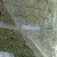 美国文图拉芹菜50cm以上