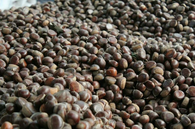 【推荐】板栗产地直发对接各大商超香甜软糯量大从优