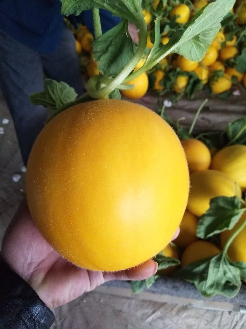 甜瓜精品1.5斤以上