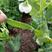 精品豌豆，十个子，饱满个大，产地直发量大从优，欢迎联系