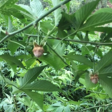 覆盆子