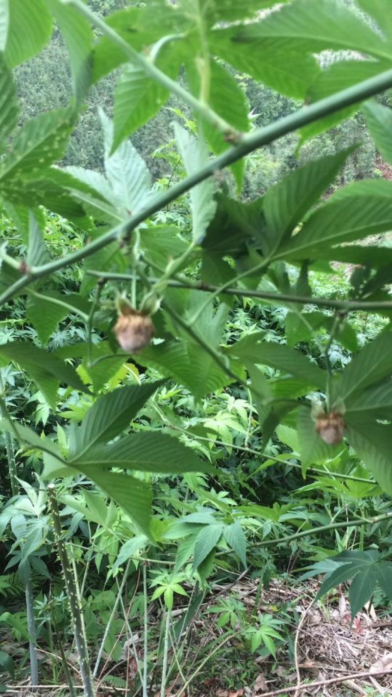 覆盆子