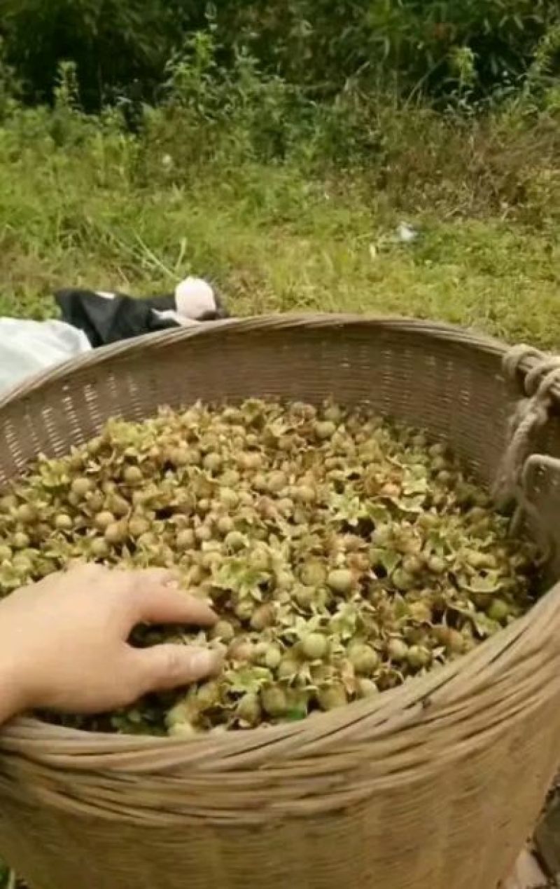 覆盆子