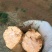 【优质商家】红心红薯3两以上商品薯黄心黄皮大量供应