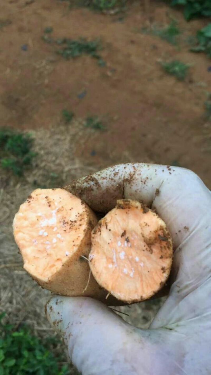 【优质商家】红心红薯3两以上商品薯黄心黄皮大量供应