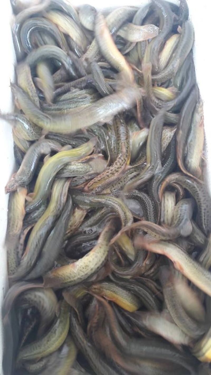 泥鳅苗统货，台湾泥鳅苗批发，基地直供，技术指导，成品收购
