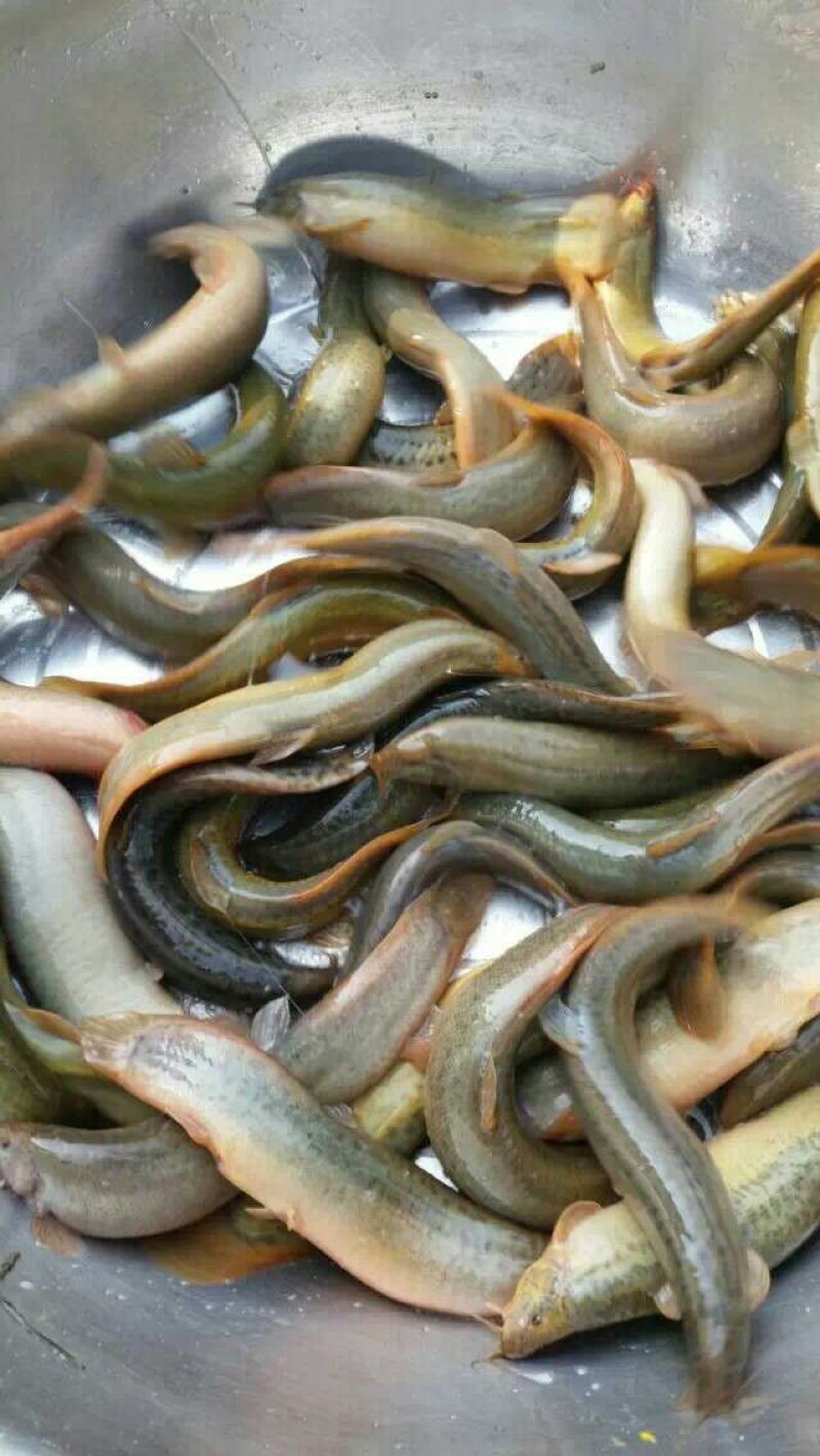 泥鳅苗统货，台湾泥鳅苗批发，基地直供，技术指导，成品收购