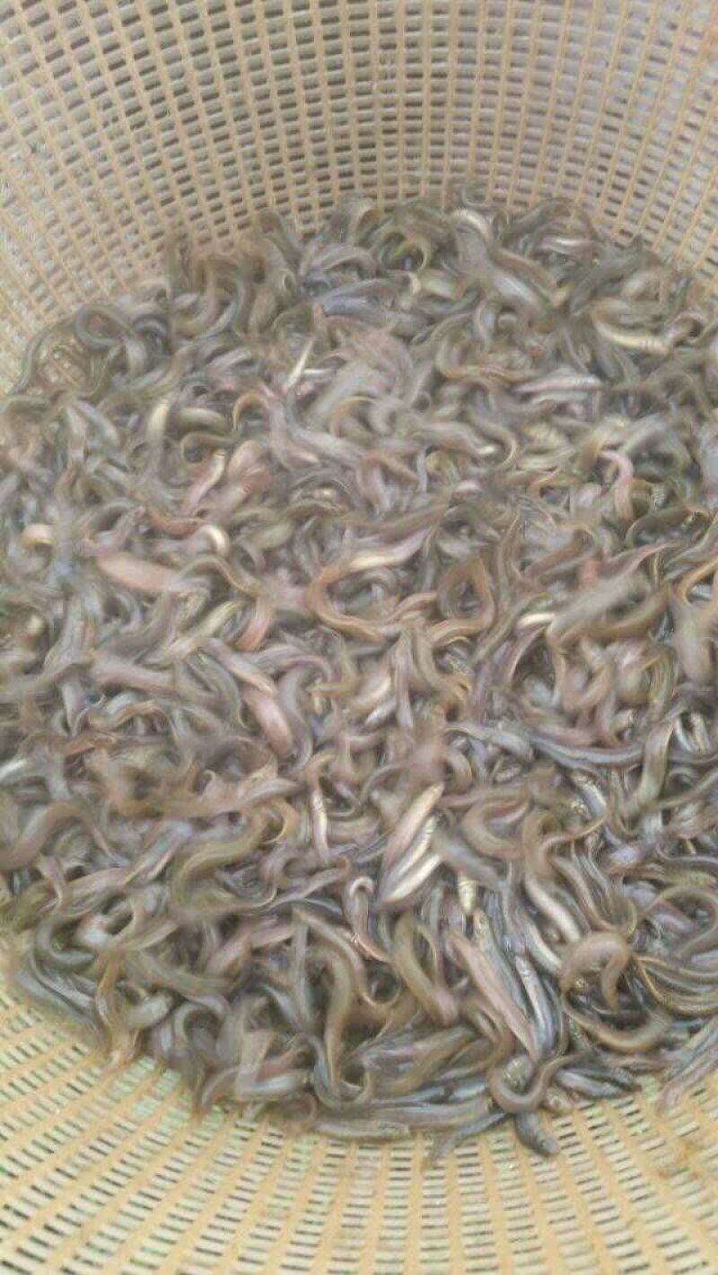 泥鳅苗统货，台湾泥鳅苗批发，基地直供，技术指导，成品收购