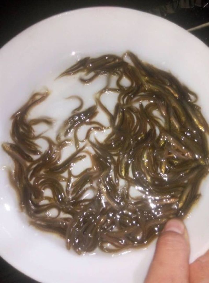 泥鳅苗统货，台湾泥鳅苗批发，基地直供，技术指导，成品收购