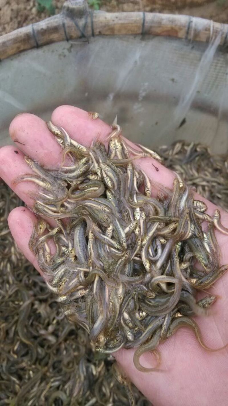 泥鳅苗统货，台湾泥鳅苗批发，基地直供，技术指导，成品收购
