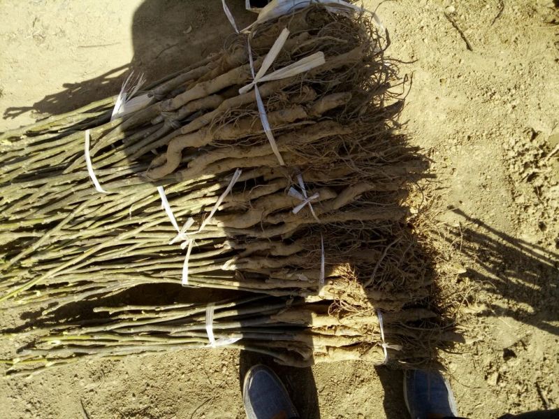 核桃苗100~150cm1~2年
