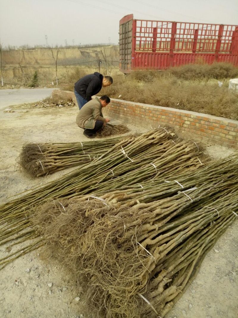 核桃苗100~150cm1~2年