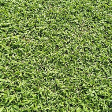 大叶油草规格:22x2210片