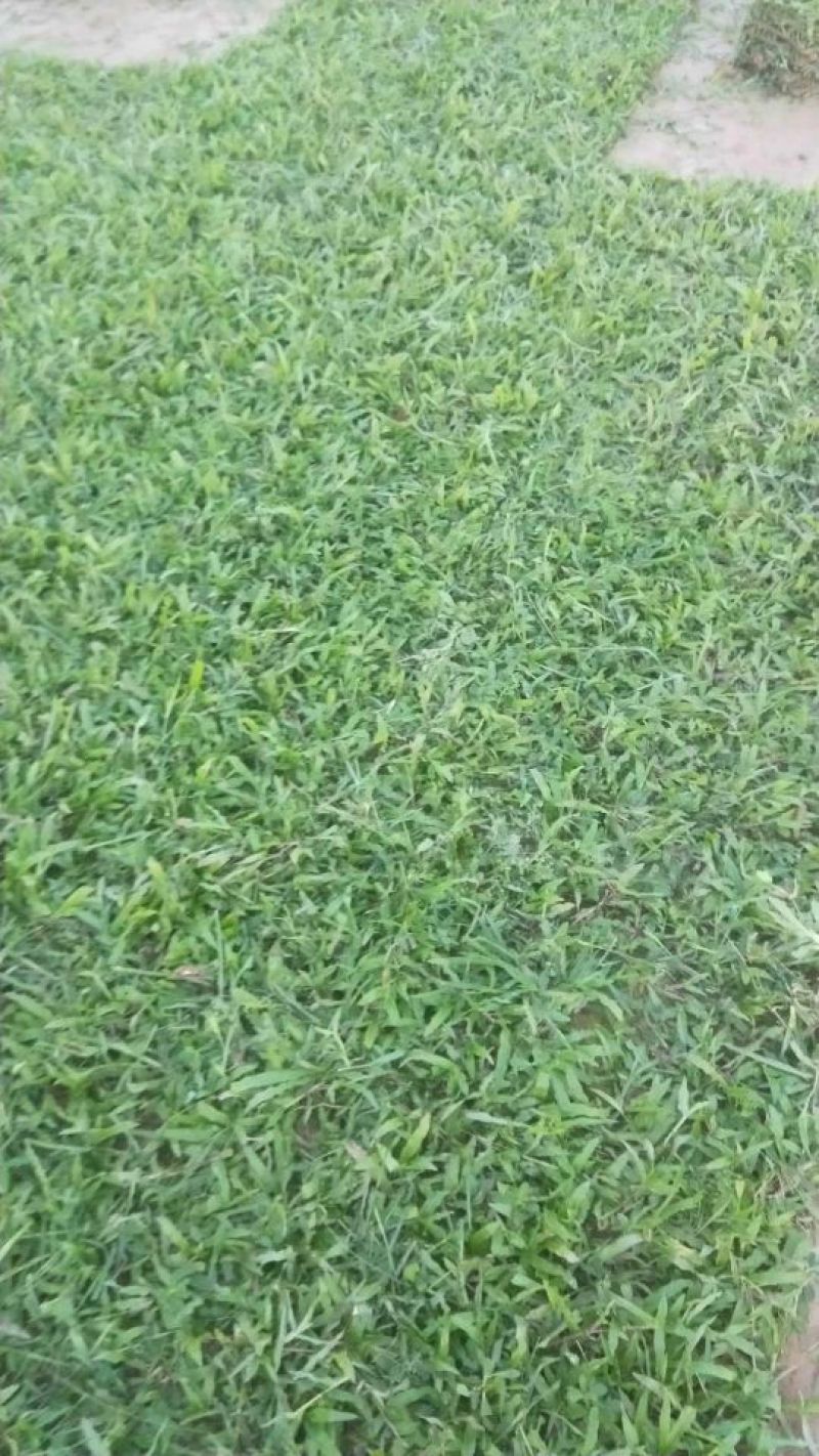 大叶油草规格:22x2210片