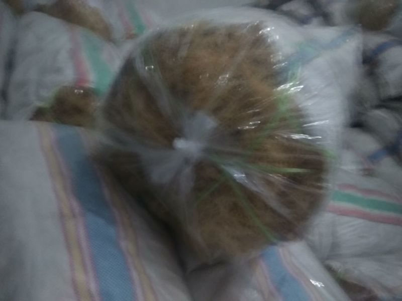 龙须菜嫩