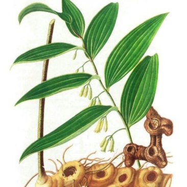 黄精苗甜统个(姜型多花)倒苗黄精苗块茎芽苗野生新鲜黄精