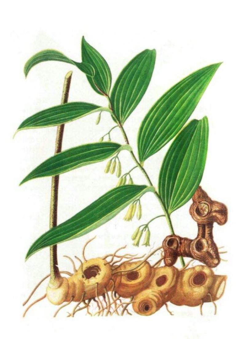 黄精苗甜统个(姜型多花)倒苗黄精苗块茎芽苗野生新鲜黄精