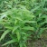 黄精苗甜统个(姜型多花)倒苗黄精苗块茎芽苗野生新鲜黄精