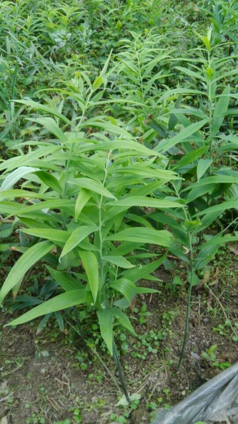黄精苗甜统个(姜型多花)倒苗黄精苗块茎芽苗野生新鲜黄精