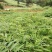 黄精苗甜统个(姜型多花)倒苗黄精苗块茎芽苗野生新鲜黄精