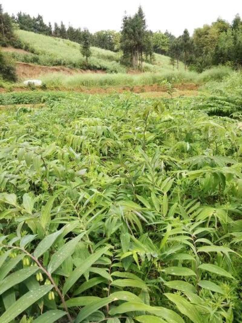 黄精苗甜统个(姜型多花)倒苗黄精苗块茎芽苗野生新鲜黄精