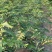 黄精苗甜统个(姜型多花)倒苗黄精苗块茎芽苗野生新鲜黄精