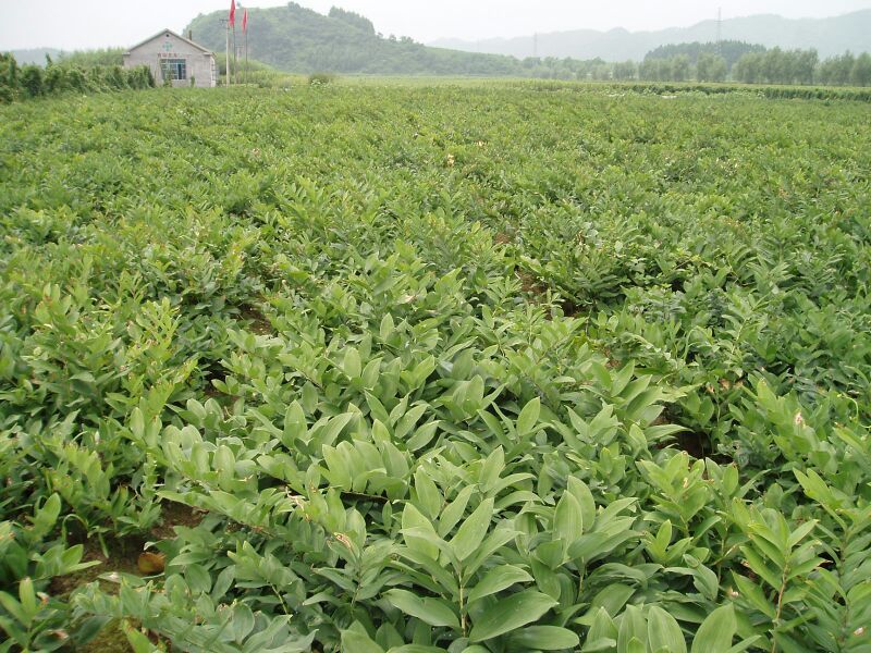 黄精苗甜统个(姜型多花)倒苗黄精苗块茎芽苗野生新鲜黄精