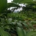 黄精苗甜统个(姜型多花)倒苗黄精苗块茎芽苗野生新鲜黄精