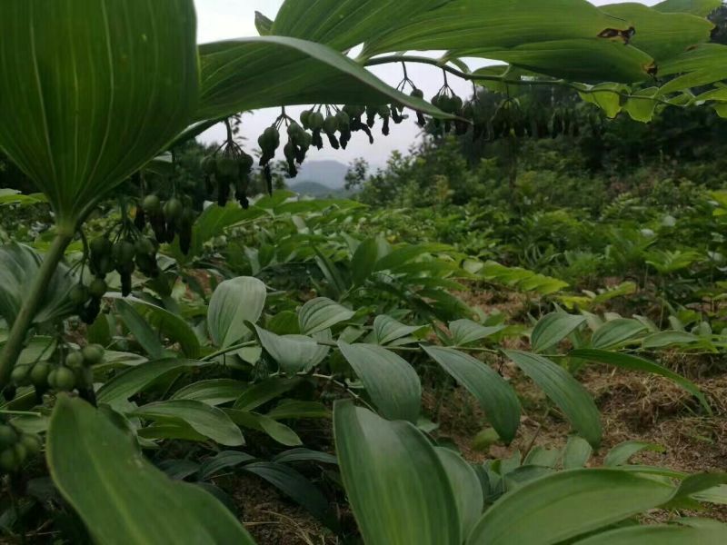 黄精苗甜统个(姜型多花)倒苗黄精苗块茎芽苗野生新鲜黄精