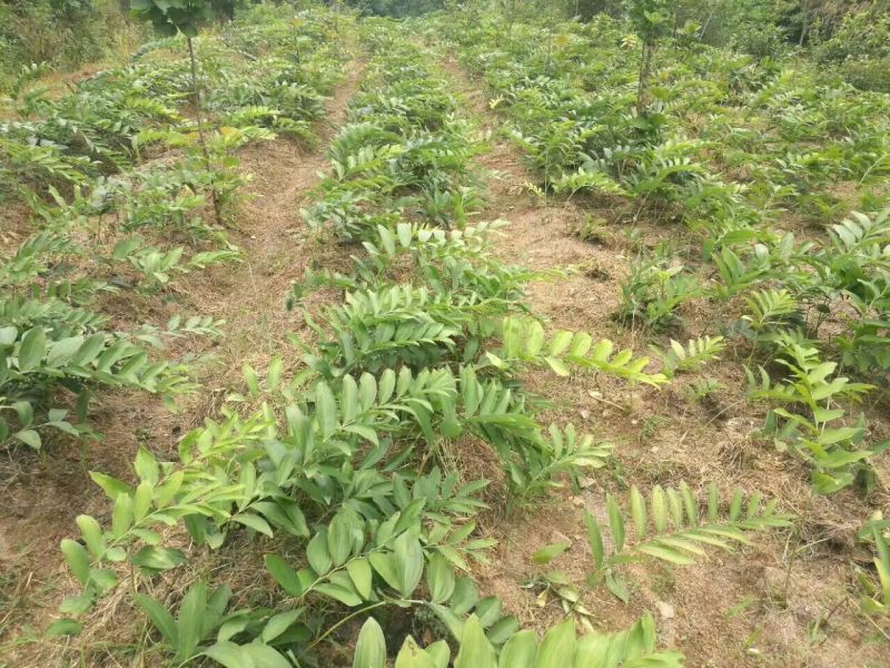 黄精苗甜统个(姜型多花)倒苗黄精苗块茎芽苗野生新鲜黄精
