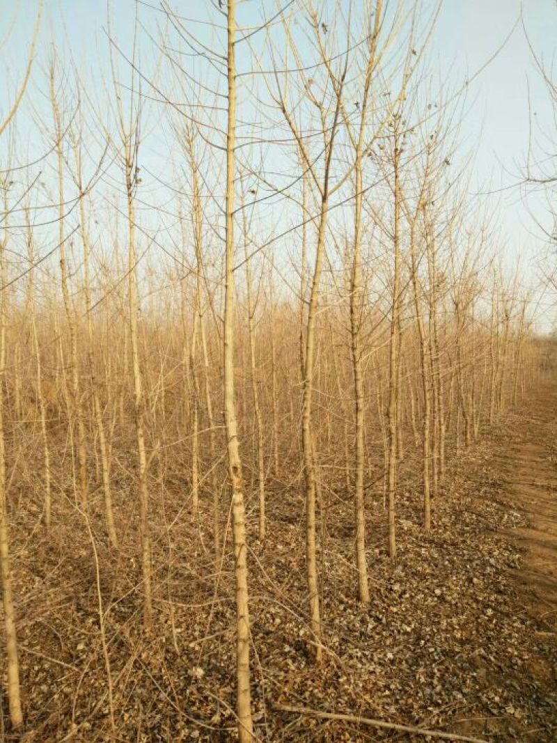 元宝枫261~300cm